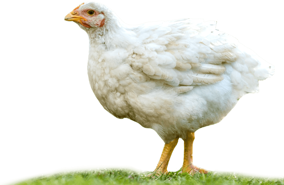 Animal welfare visualization